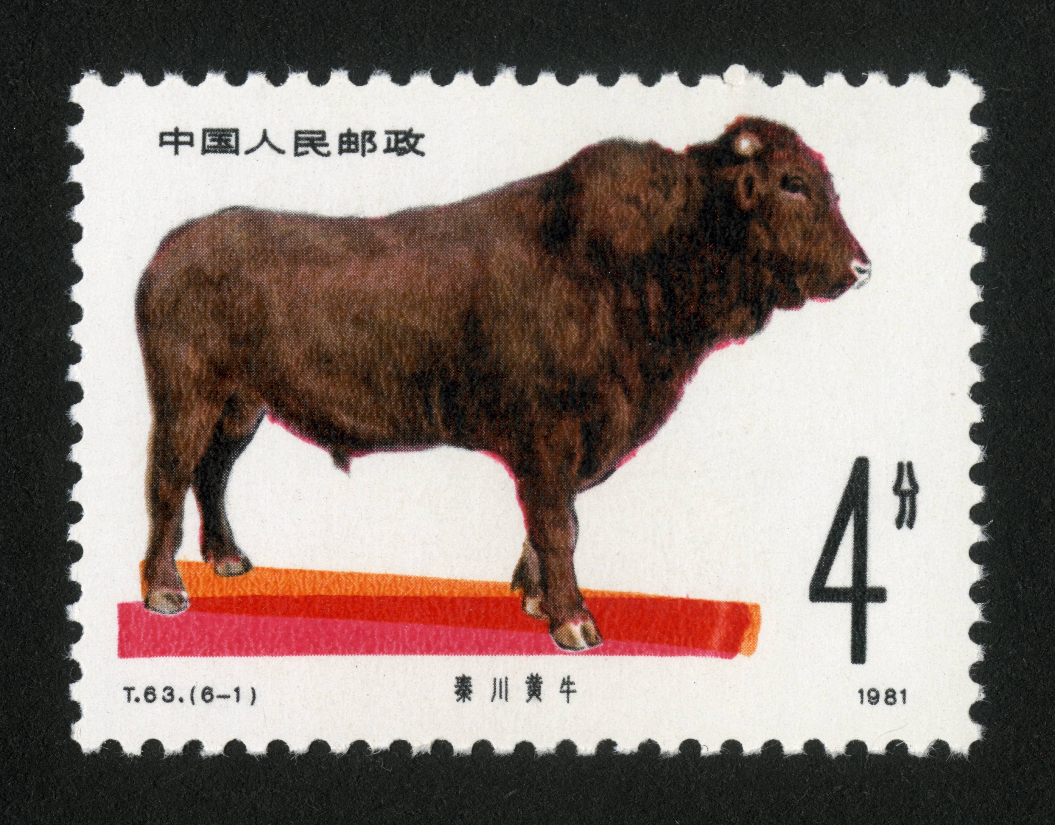 畜牧业—牛